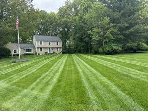 low maintenance lawn design with healthy green grass in a clean front yard