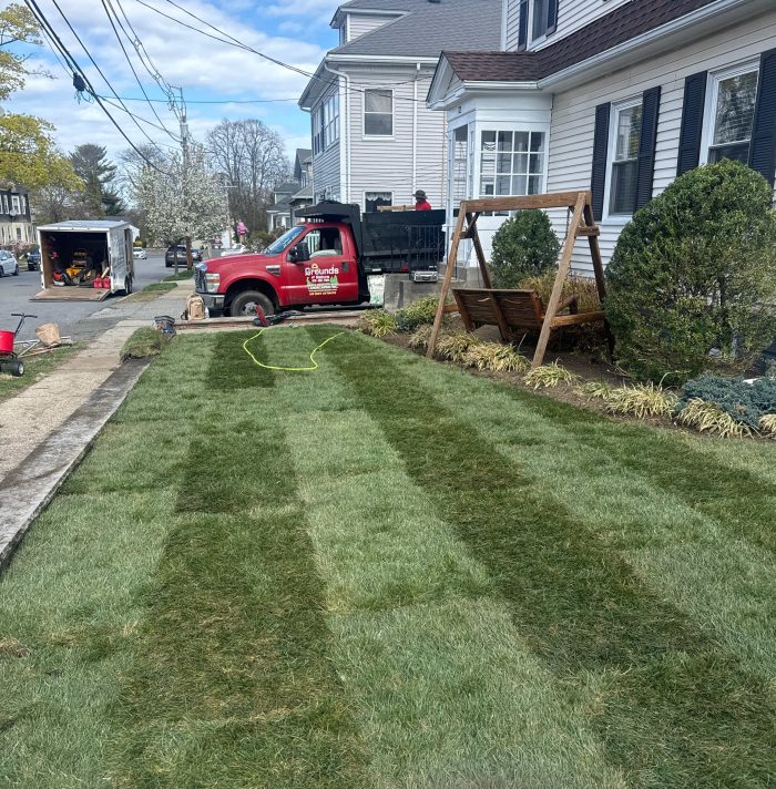 Freshly installed professional sod creating a lush green front lawn by Grounds of Nature Landscaping Inc.
