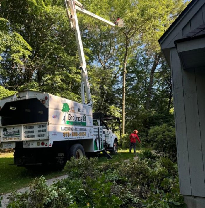 Tree debris cleanup after professional tree work in a residential yard