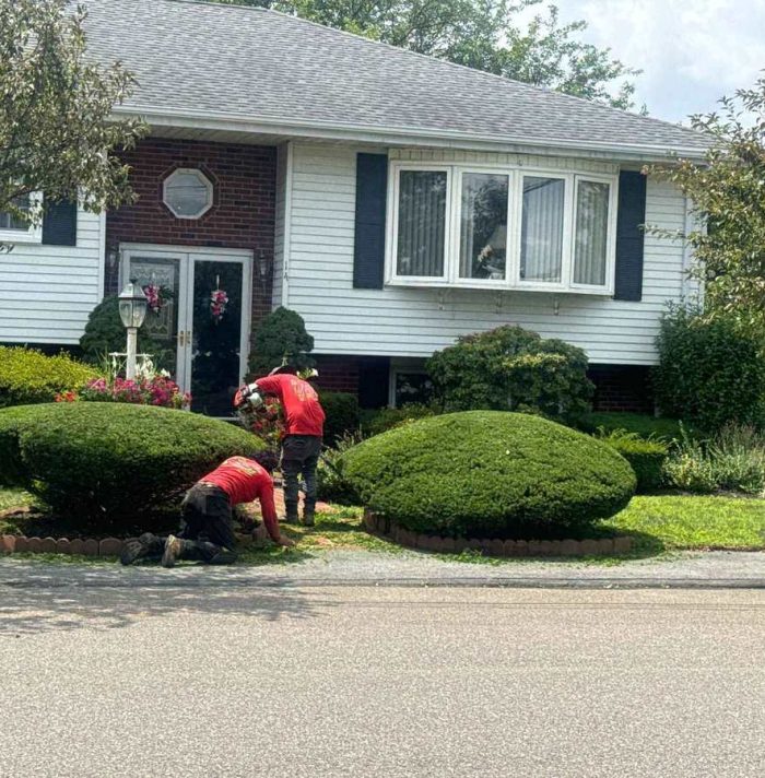 Professionals shaping foundation shrubs around a residential front yard in Massachusetts